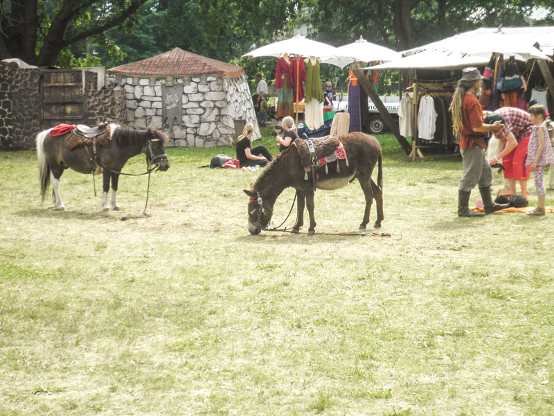 Esel auf dem Mittelalterfest